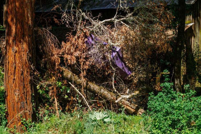 PurplePisser