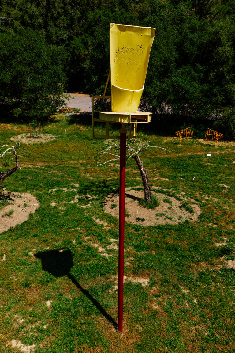 YellowCrown