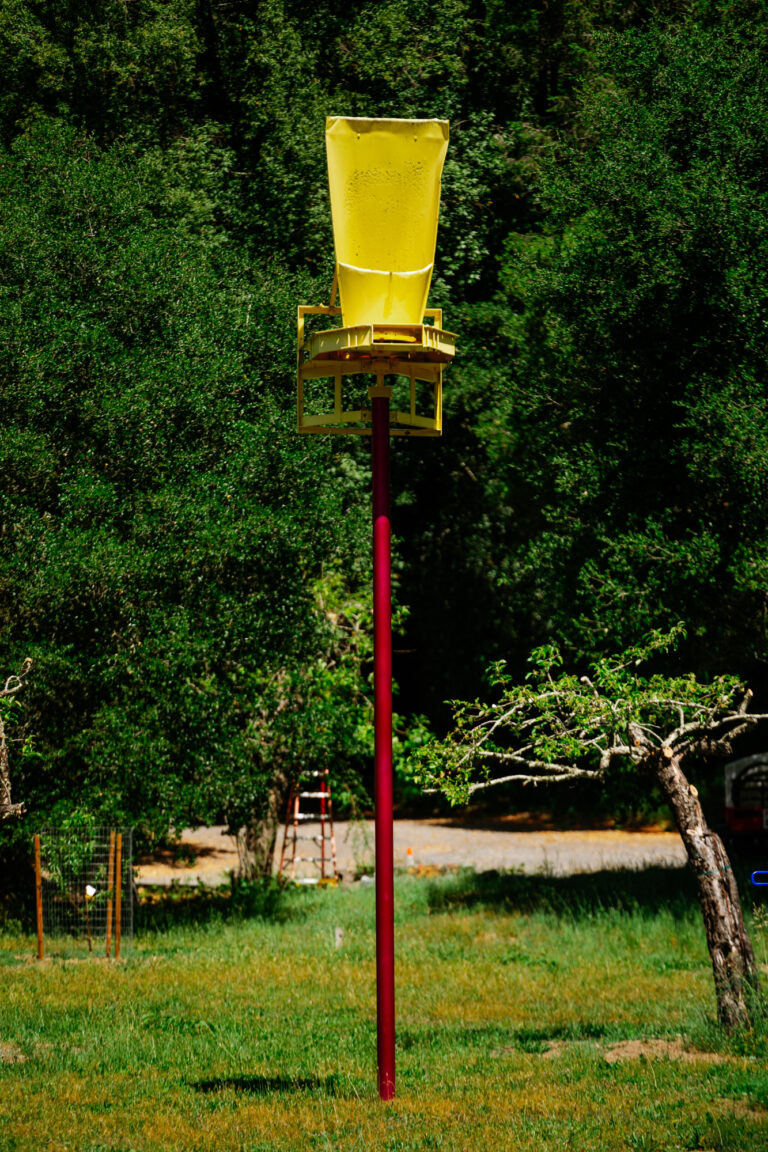 YellowCrown