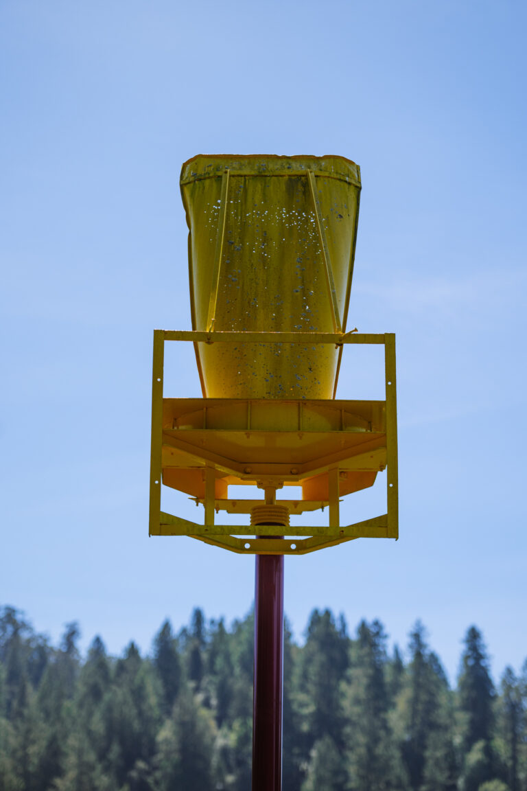 YellowCrown